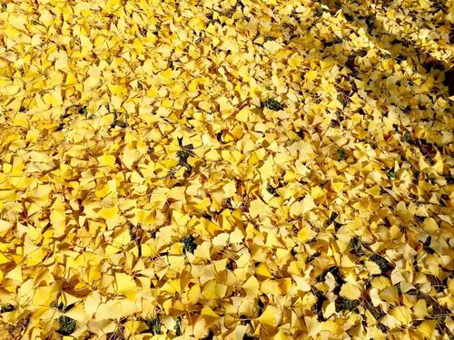 銀杏千年，等候的是秋的思念