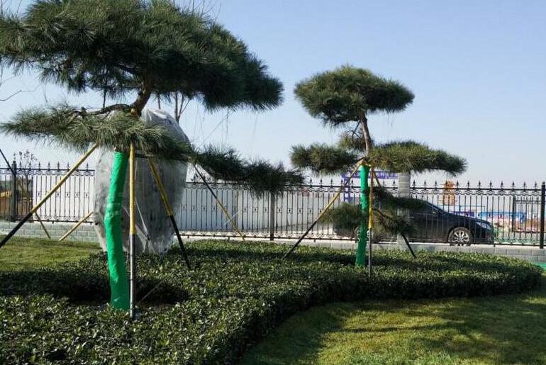 陜西綠宇園林公司內外兼修為來年布局