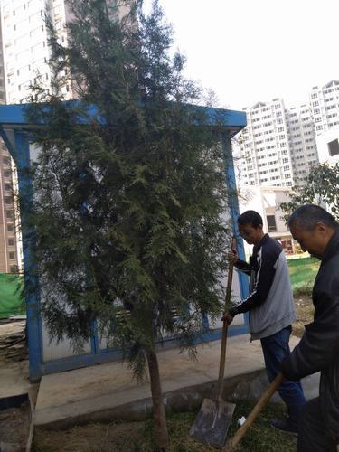 銅煤公司第十二項目部組織職工開展植樹活動