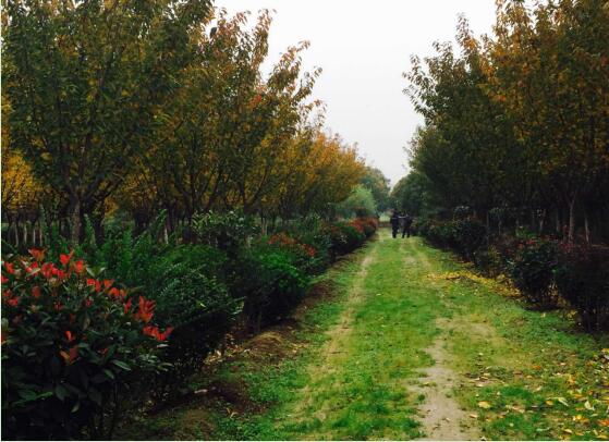 陜煤建設(shè)綠宇園林公司：以自有苗木為設(shè)計(jì)基礎(chǔ)，打造“花園式”工程