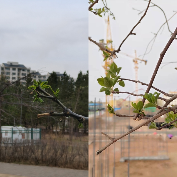 抬頭看，鄂爾多斯的春天