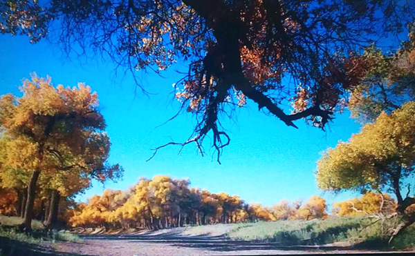 走進(jìn)內(nèi)蒙額濟(jì)納，與胡楊林的美撞個(gè)滿懷