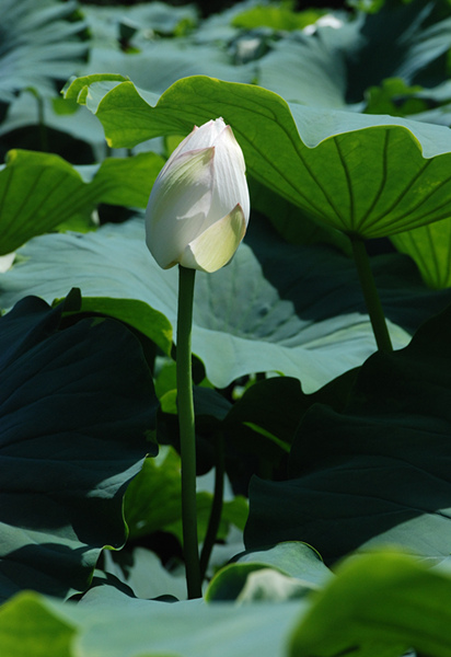 看取荷花凈，應(yīng)知不染塵