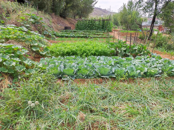 陜煤建設(shè)洗選煤運(yùn)營(yíng)公司紅柳林洗煤廠項(xiàng)目部：職工菜園，“蔬”心“食”尚