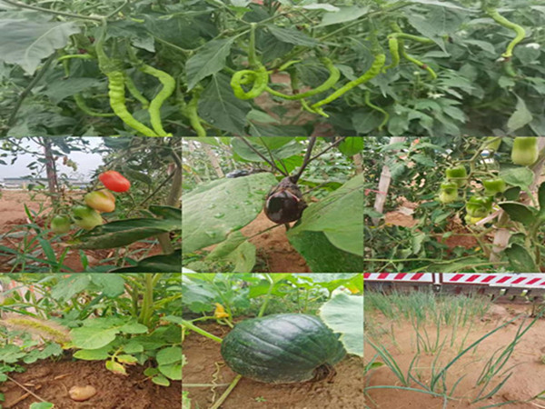 陜煤建設(shè)咸陽分公司第九項(xiàng)目部：碩果累累的“菜園子”，滿滿當(dāng)當(dāng)?shù)摹安嘶@子”