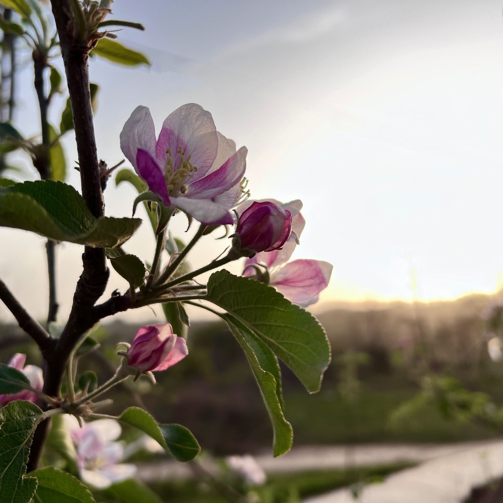 花開成景 花落成詩