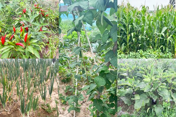 陜煤建設(shè)天工公司土建第七項目部：小小“菜園”，播種即是收獲