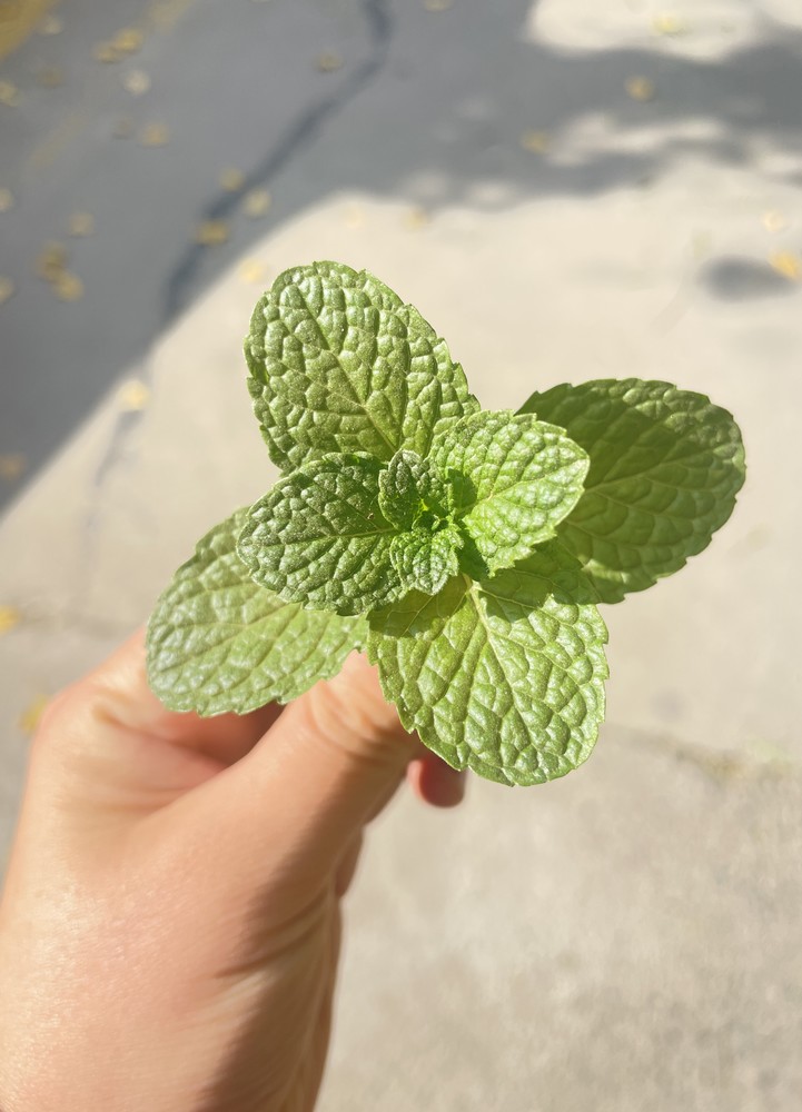 <strong>四季的歌</strong>