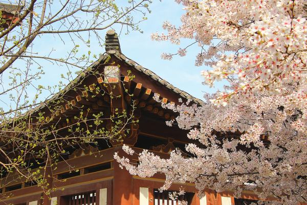 人間四月正芳華