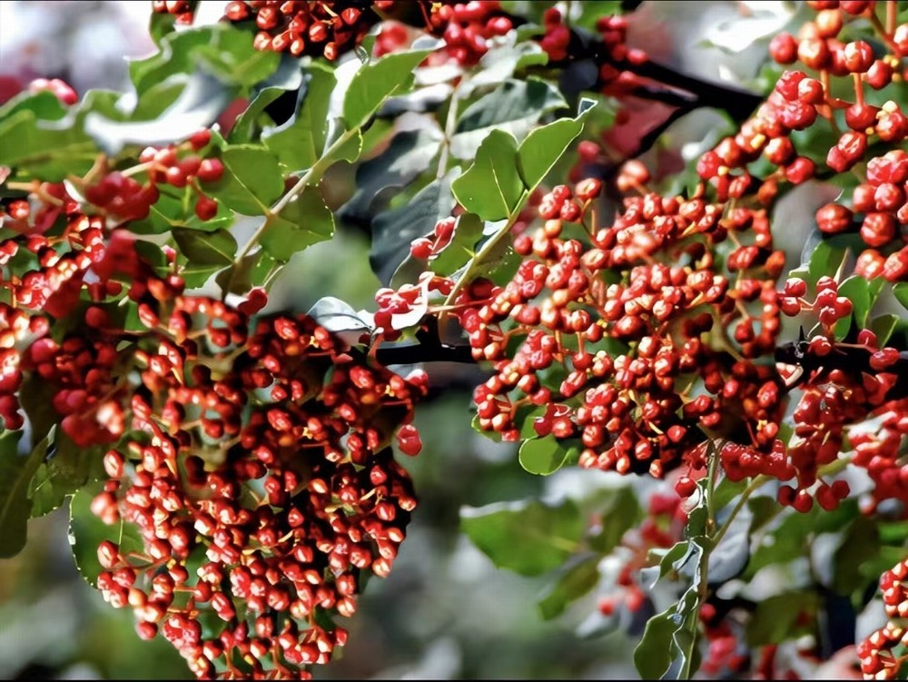  椒香溢韓城，福澤潤民心