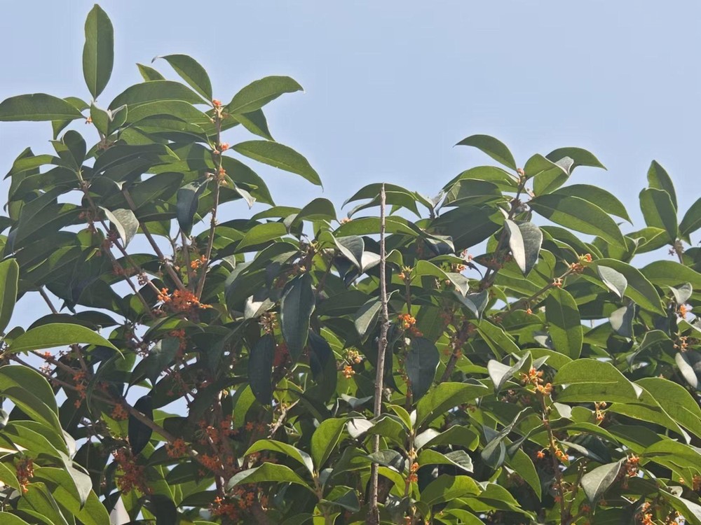 滿城桂花香，最是秋意濃