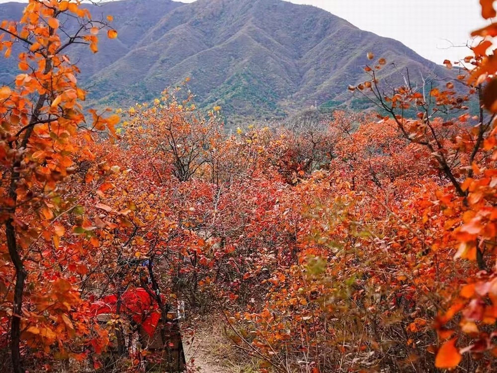 紅葉燃情，歷史鑄魂
