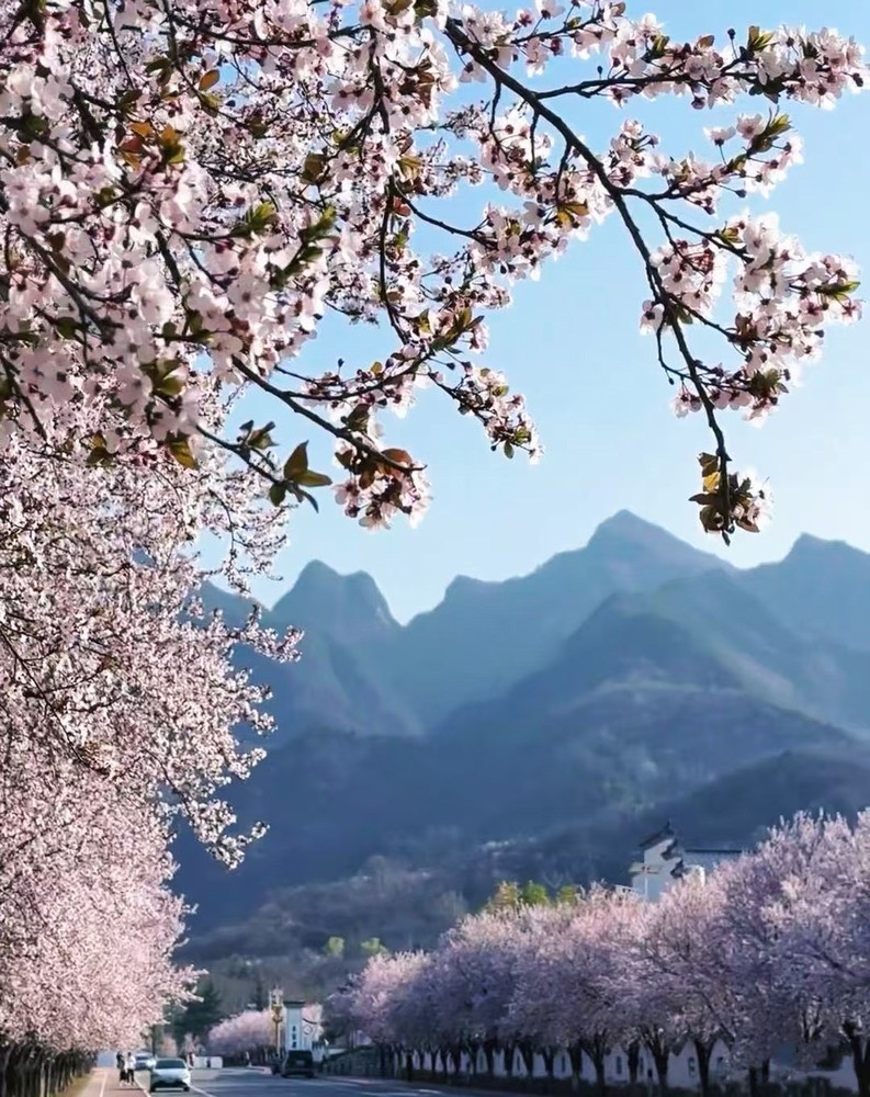 邂逅春櫻，期許四季