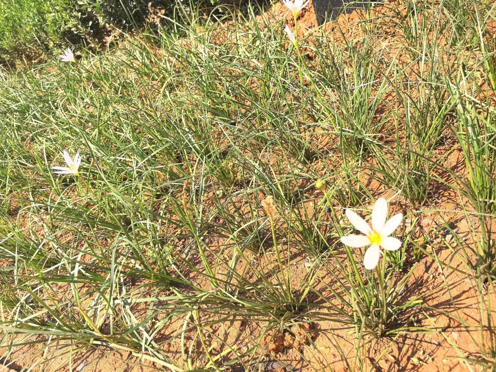 電廠花開時(shí)，奮斗自成章